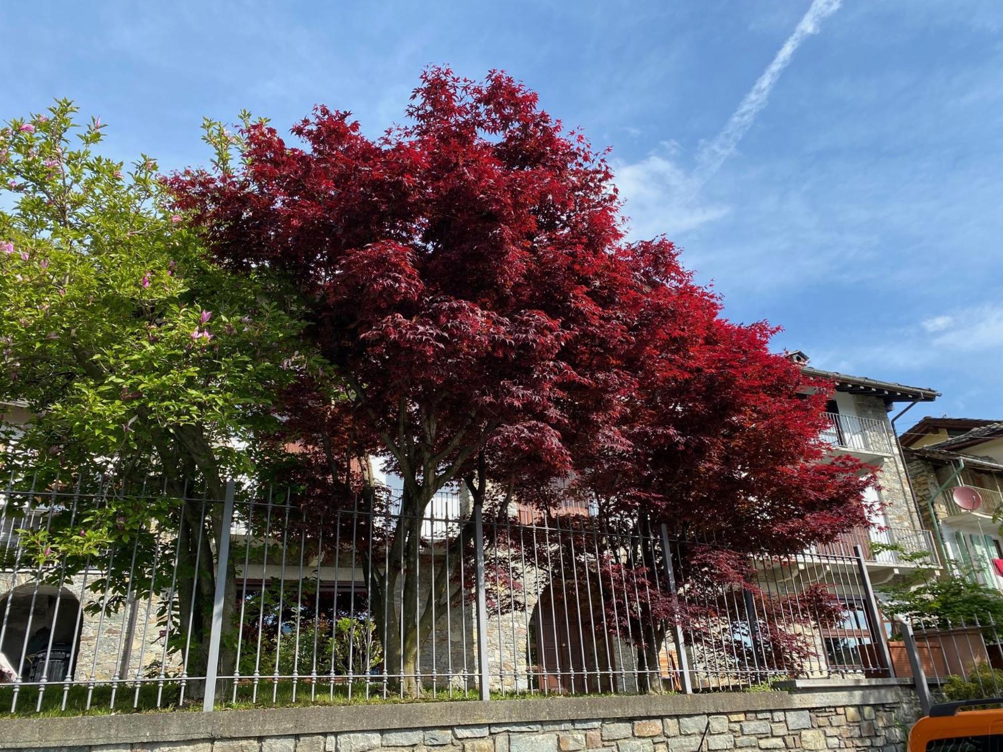 La Casa Di Nina - Traves Villa Pessinetto Kültér fotó